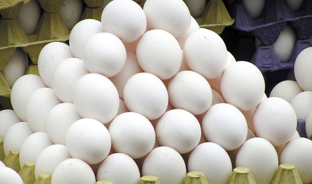 جمع آوری مازاد تولید تخم مرغ یک راه برای کاهش زیان مرغداران/ ۲ هزار تومان تخم مرغ به افغانستان صادر شد