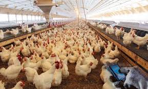 قیمت مرغ به ۹ هزار و ۵۰۰ تومان کاهش یافت