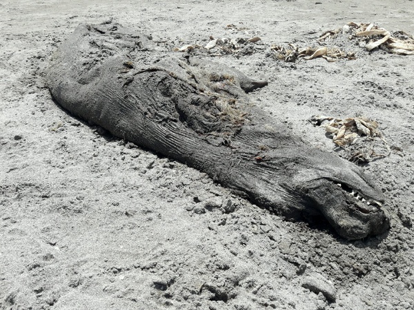 پیدا شدن لاشه یک فک خزری در رودسر