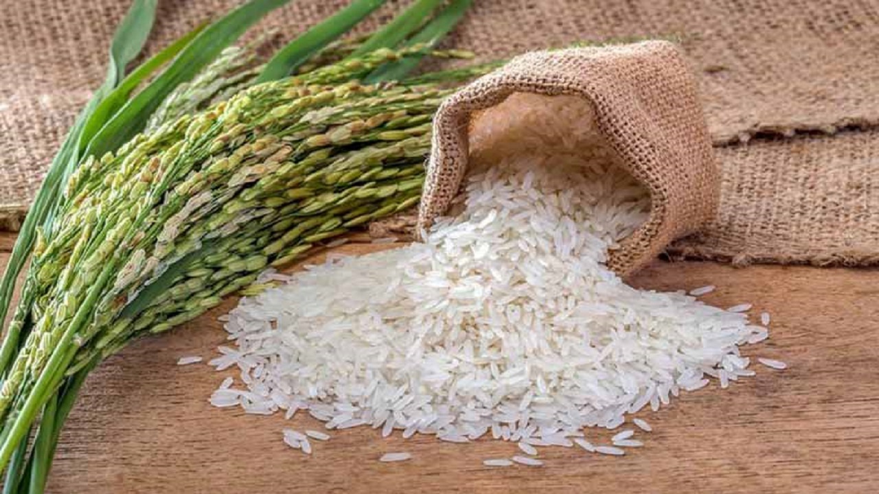 تولید کافی برنج داخلی، نیاز به واردات را کم کرد/کشاورزان خواستار ممنوعیت واردات برنج