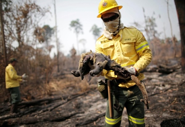 بولسونارو آتش‌سوزی در آمازون را «دروغ» خواند