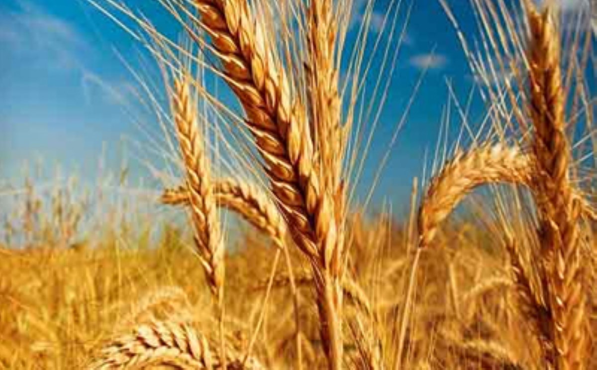 دولت به کشاورز خارجی یارانه می‌دهد / واردات گندم به قیمت ۶ هزار تومان